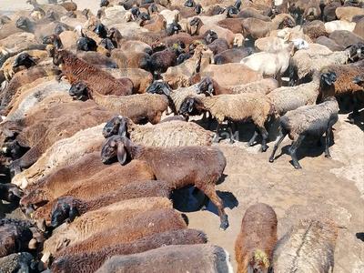 Қора қой жылқы жері 1300гектар 13км · 80000 м² за 350 млн ₸ в Арыси
