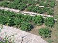 Саяжай · 2 бөлме · 30 м² · 6 сот., Садовые участки рябинушка, бағасы: 3 млн ₸ в Усть-Каменогорске, Ахмирово — фото 10
