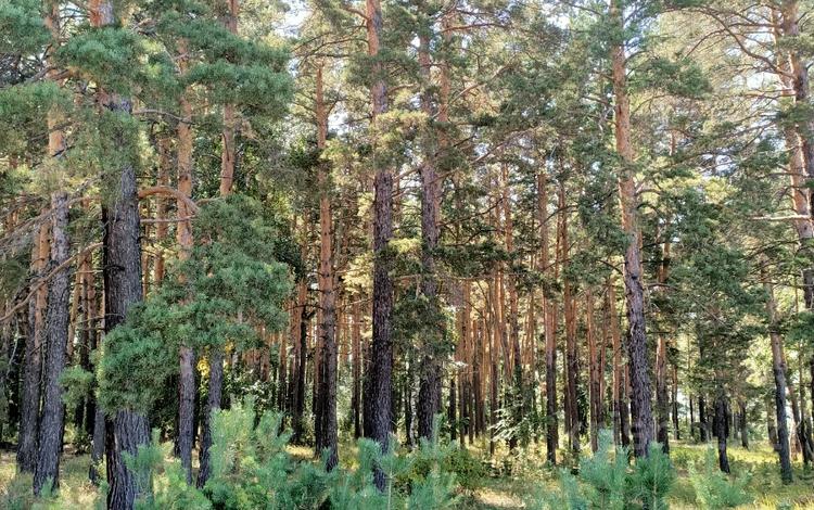 Участок · 4.9 га, Р-н Биржан Сал,с.о.Ульгинский. за 26 млн ₸ — фото 2