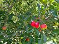 Жер телімі · 85 сотық, Иле-Алатауский национальный парк — Эко-Пост река Каскелен, бағасы: 150 млн ₸ — фото 35