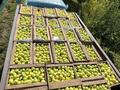 Жер телімі · 1.5 га, Азат ш/а, Алматы — Шарын, бағасы: 100 млн ₸ в Шымкенте, Енбекшинский р-н — фото 2