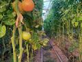 Сельское хозяйство • 1000 м² за 26 млн 〒 в Казыгурте — фото 3