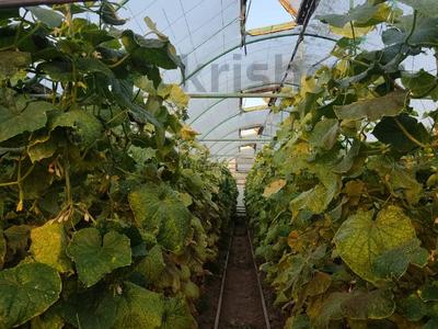 Сельское хозяйство • 1000 м² за 26 млн 〒 в Казыгурте