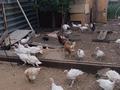 Жеке үй · 5 бөлме · 85 м² · 12 жүзд., Достык 59, бағасы: 15 млн ₸ в Кабанбае Батыра — фото 9