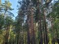 Участок · 15 соток, Санаторий светлый 39а за 53 млн ₸ в Щучинске — фото 5