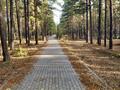 Участок · 15 соток, Санаторий светлый 39а за 53 млн ₸ в Щучинске — фото 6