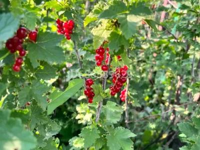 Отдельный дом · 2 комнаты · 70 м² · 9 сот., Ск строитель за 4.8 млн 〒 в Актобе