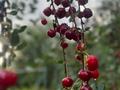 Участок · 9.1 сотка, Жазыкбаева 13 за 22.9 млн 〒 в Балыкшы