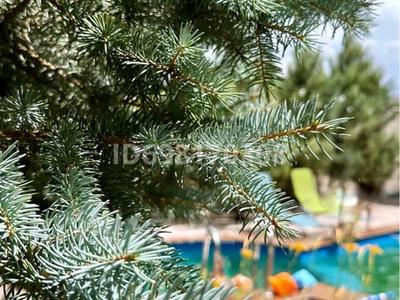 Аренда домов или дач посуточно в Шымкенте: Дача · 5 комнат · 200 м², жилой массив Кайнар Булак, Центральная за 100 000 〒 Дача · 5 комнат · 200 м², жилой массив Кайнар Булак, Центральная за 100 000 〒 в Шымкенте, Абайский р-н