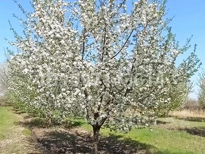 Отдельный дом · 3 комнаты · 25 м² · 25 сот., Сүйіліш батыр 67 — Судың жағасында за 20 млн 〒 в Кентау