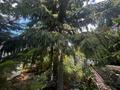 Отдельный дом · 6 комнат · 330.5 м² · 15 сот., Радужная — Начало старого Солнечного за 95.5 млн ₸ в Петропавловске — фото 11