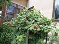 Отдельный дом · 5 комнат · 215 м² · 10 сот., мкр Уркер, Кожаберген жырау 5 за 72 млн ₸ в Астане, Нура р-н — фото 41