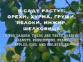 Участок · 21 сотка, Село Хала за ~ 93.3 млн 〒 в Чакви — фото 9