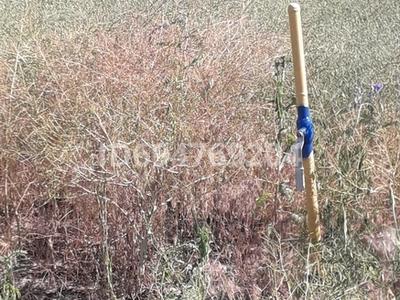 Участок · 10 соток, Шаган 950 — Болашақ магазин за 3.5 млн ₸ в Талдыкоргане, село Ынтымак