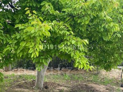 Жеке үй · 5 бөлме · 260 м² · 5 жүзд., Акбулак 211 — Рауан, бағасы: 22 млн ₸ в Умирзаке