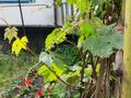 Отдельный дом · 4 комнаты · 80 м² · 24 сот., Кабанбай батыра — Угол Таукехана(школьная) Кабанбай батыра за 16 млн ₸ в Бактыбая жолбарысулах — фото 29