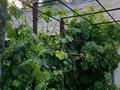 Отдельный дом · 4 комнаты · 80 м² · 24 сот., Кабанбай батыра — Угол Таукехана(школьная) Кабанбай батыра за 16 млн ₸ в Бактыбая жолбарысулах — фото 30