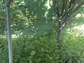 Отдельный дом · 3 комнаты · 50 м², Апорт 2 за 370 000 ₸ в Алматы, Медеуский р-н — фото 28