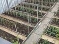 Отдельный дом · 4 комнаты · 82.8 м² · 8 сот., Сейфуллина — Теплица за 45 млн ₸ в Экибастузе — фото 8
