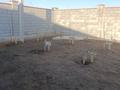 Отдельный дом · 7 комнат · 170 м² · 10 сот., Нура-Ишим 24б — Возле канала. Первая линия за 69 млн ₸ в Косшы — фото 15
