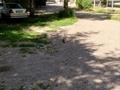 Участок · 93 сотки, Медеуский р-н за 1 млрд ₸ в Алматы