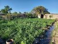 Дача • 20 м² • 8 сот., 1 водоколонка 1 трестовские сады 3 линия за 3.5 млн 〒 в Балхаше — фото 4