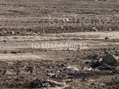 Жер телімі · 4.8 га, Байтерек (Новоалексеевка), бағасы: 77 млн ₸