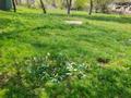 Участок · 7 соток, Улан 23 — Школа 31 за 24 млн ₸ в Туздыбастау (Калинино) — фото 3