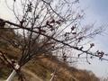 Жер телімі 9 сотық, Кызылорда, бағасы: 1.7 млн 〒 — фото 7