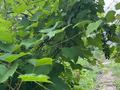 Жеке үй · 4 бөлме · 205 м² · 10 жүзд., Фрунзе 27, бағасы: 57 млн ₸ в  — фото 38