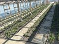Участок · 7 соток, мкр Зарослый за 7.5 млн ₸ в Атырау — фото 3