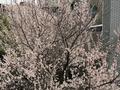 5 комнат · 220 м² · 2/3 этаж, Желмая — Германа Титова за 60 000 ₸ в Алматы, Медеуский р-н — фото 47