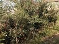 Жеке үй · 1 бөлме · 60 м² · 6 жүзд., Посёлок Жайык, бағасы: 12 млн ₸ в Енбекши (Карасайский район) — фото 11