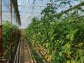 Сельское хозяйство • 14000 м² за 380 млн 〒 в Шымкенте — фото 11