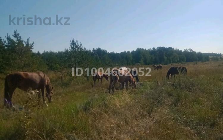 Участок · 16 га, Сагадат Нурмагамбетова 211 за 32 млн 〒 в Акколе — фото 2