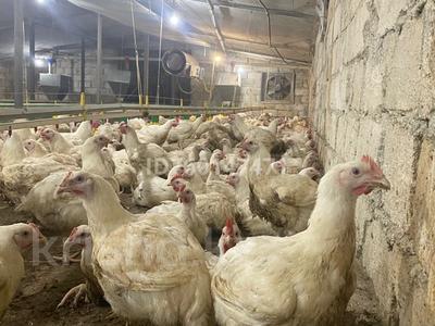 Продажа промбаз и заводов в Западно-Казахстанской обл.: Промбаза · 75 соток, Кайнар 1 за 55 млн 〒 Промбаза · 75 соток, Кайнар 1 за 55 млн 〒 в Уральске