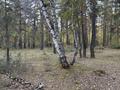 Жер телімі · 2 га, Жүкей, бағасы: 4 млн ₸ в  — фото 5